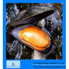 perfect frozen half shell mussel low price